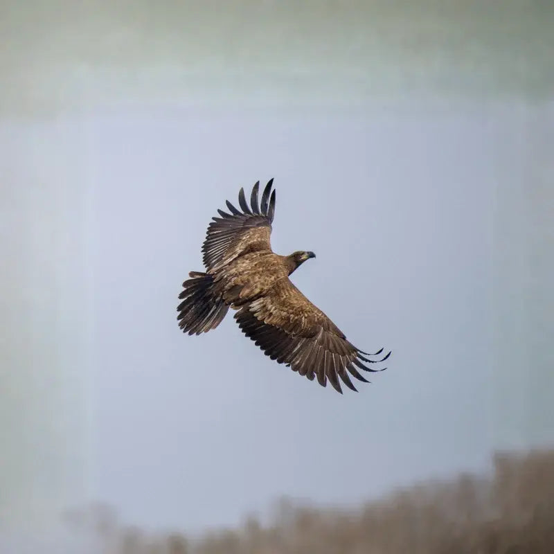Golden-Eagle-Soaring-wings-wide