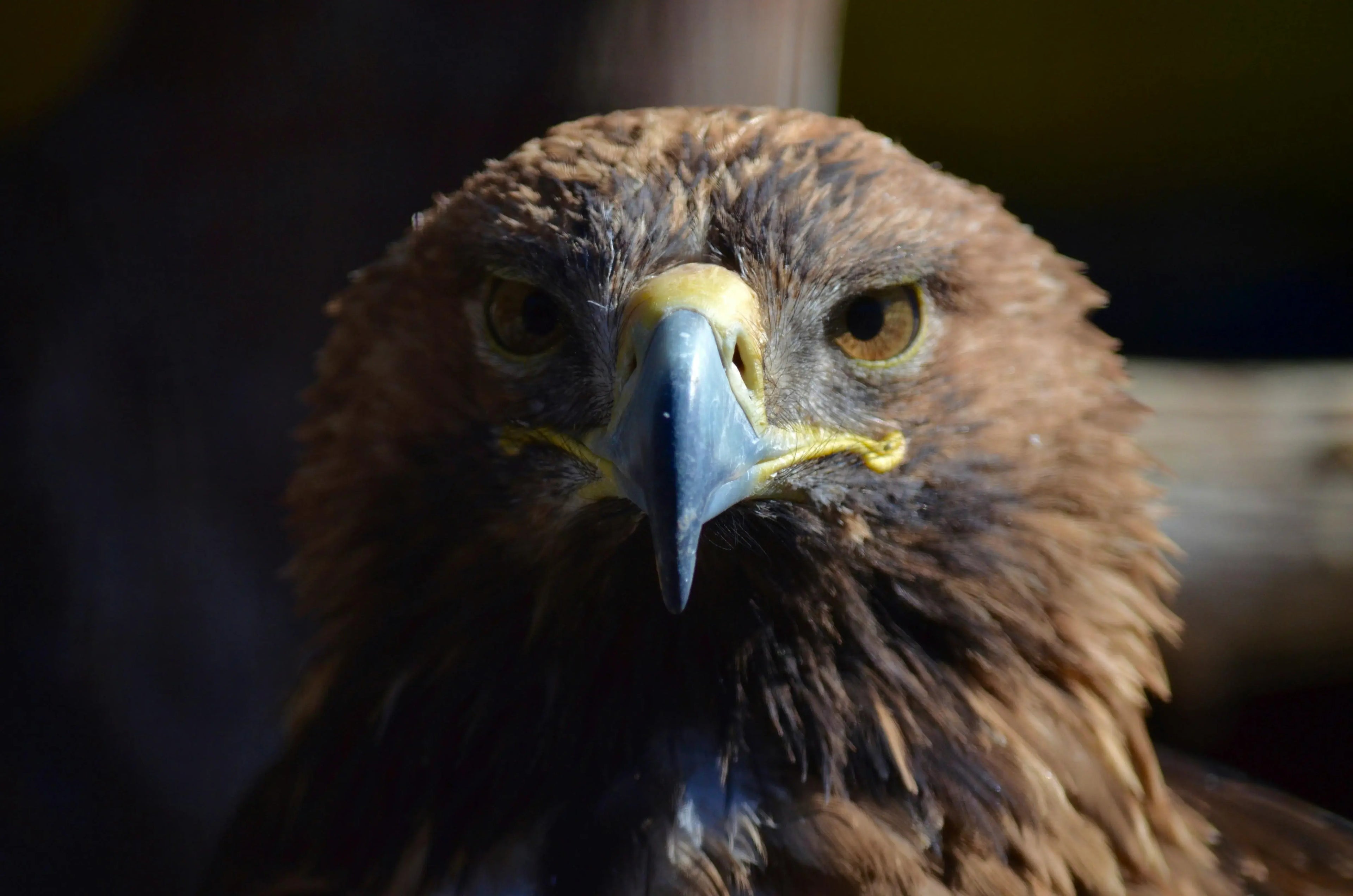Golden-Eagle-close-up-staring-direct